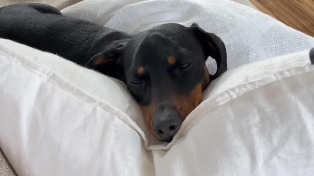 Adorable Dachshund relaxing after bath time.