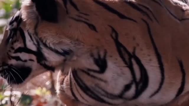 African Impression Tiger