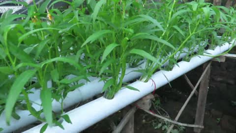 Plant hydroponic kale which is practical and easy