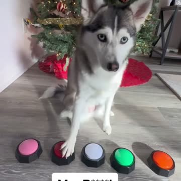 Sapphire Christmas present 🎁🐾🤝.