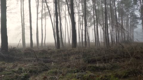 Enchanting Misty Forest: A Serene Journey Through the Fog