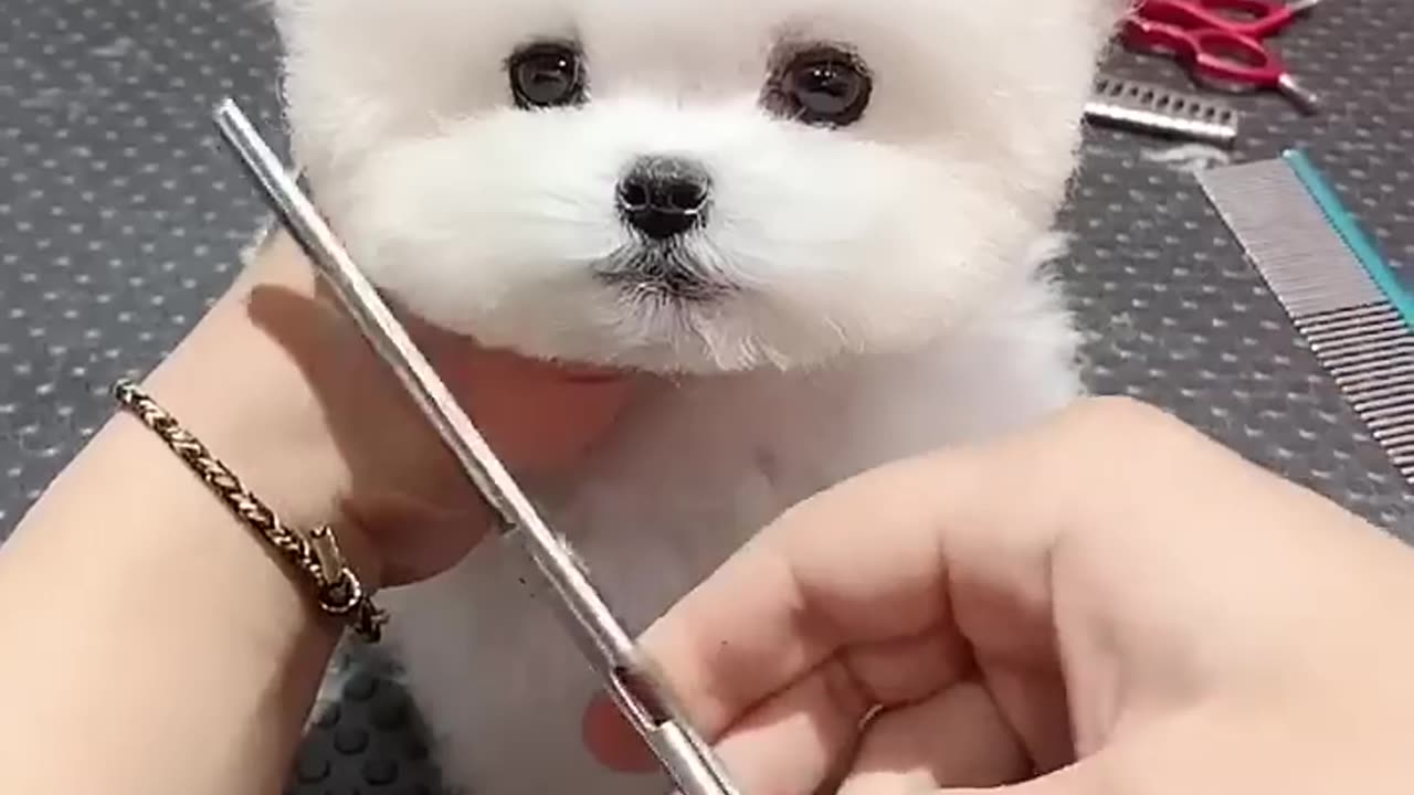 Doggy makeup cute