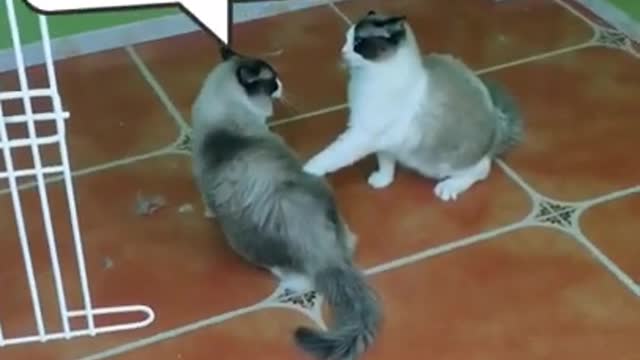 #Funniest Animals Real 😹 - Best Of The 2020 #Funny Animals Videos - Try Not To Laugh #comedy #shorts