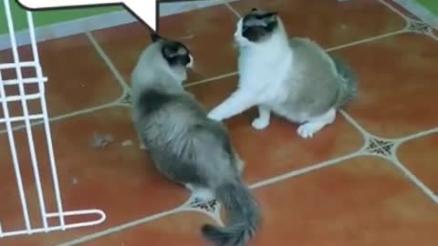 #Funniest Animals Real 😹 - Best Of The 2020 #Funny Animals Videos - Try Not To Laugh #comedy #shorts