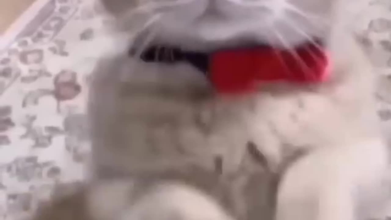 Funny cats 😁😁😁 #shorts #trending