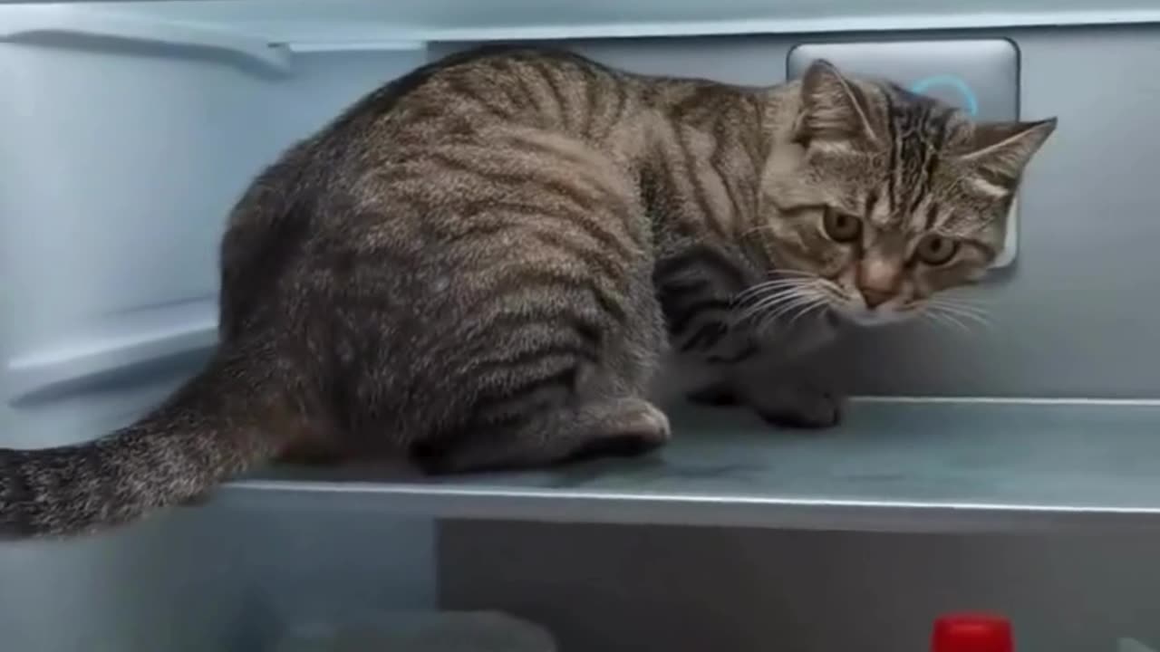 Cute Cats & Funny Cats 😍😍😅😅 #cats #reels #shorts #viral #pets #mmvcats