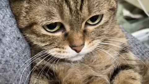 Cat video funny cat video funny cat kittens