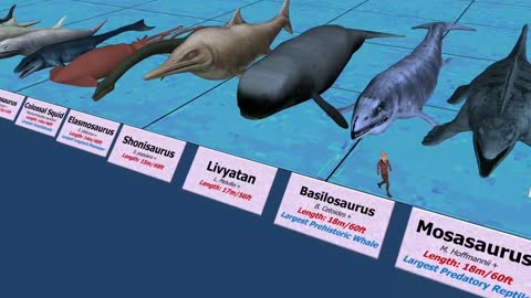 LARGEST SEA CREATURES | ANIMATED Size Comparison