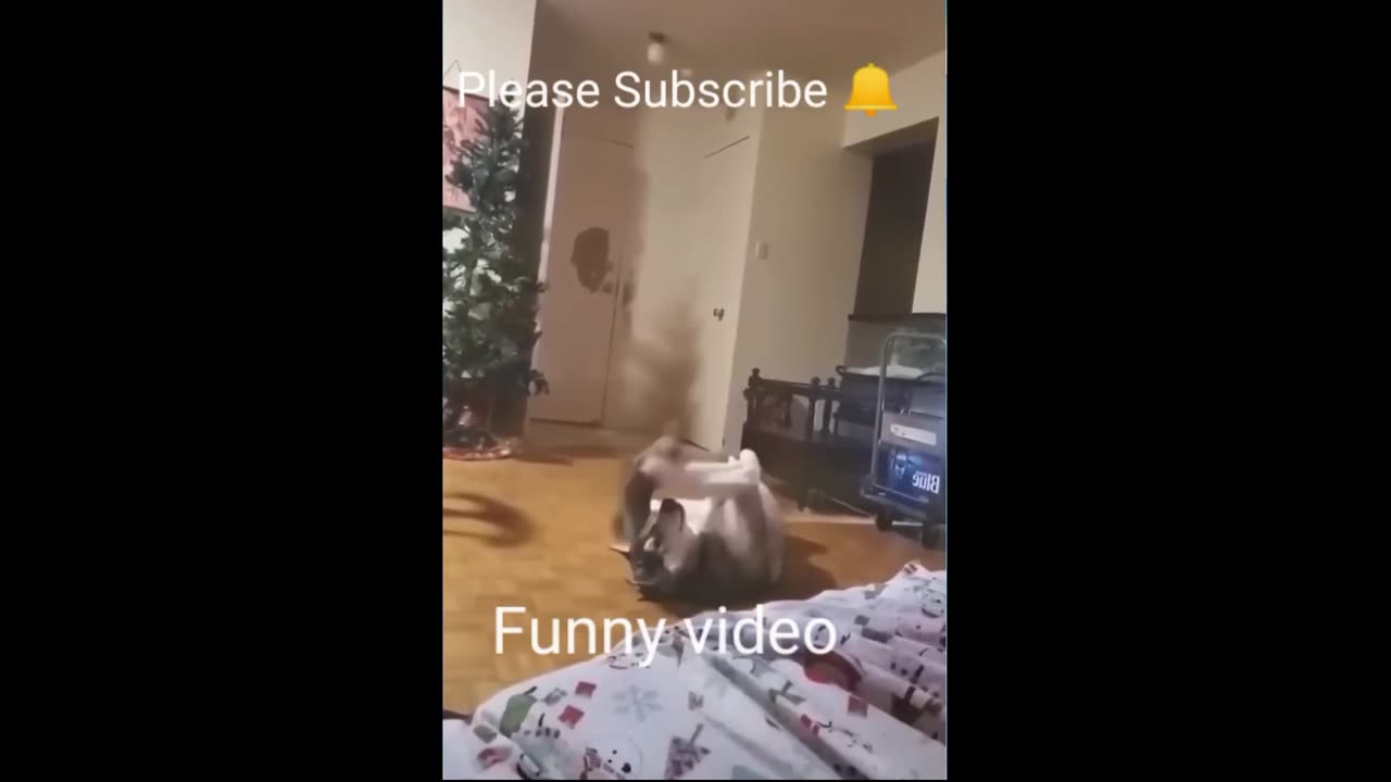 Cats funny reaction