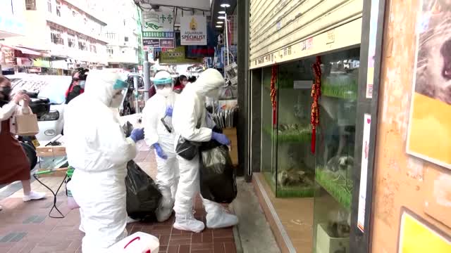 HK continues to cull hamsters amid COVID-19 scare