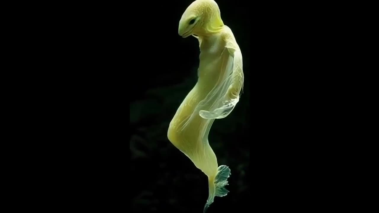 "Creatures of the Abyss: Life at 8,000 Meters Deep"?????