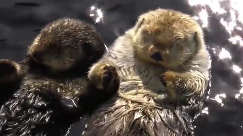 Otters holding hands.. 😊
