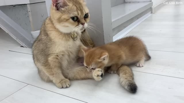 Mom cat calls baby kitten, he decided to stay with his dad and mom was offended