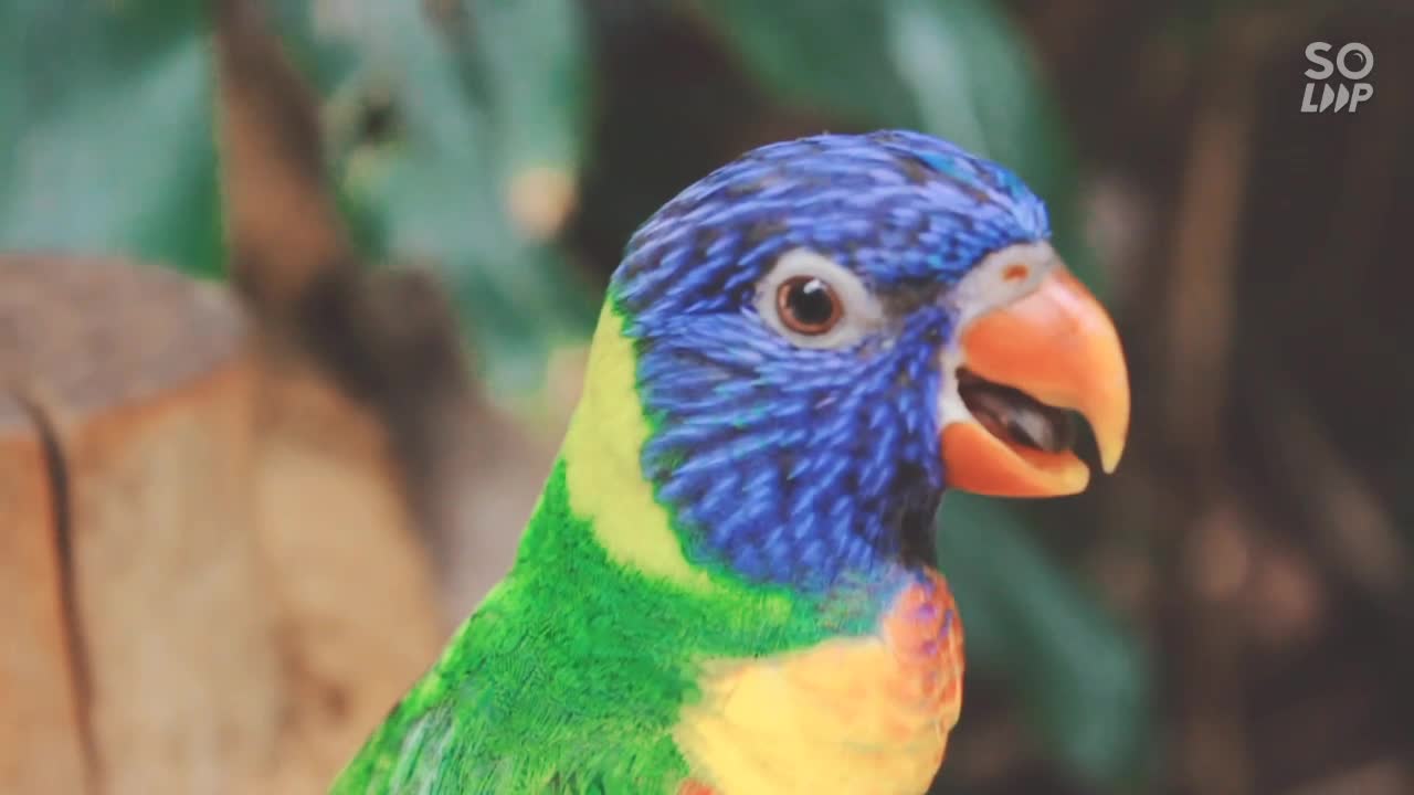 This beautiful bird sings with music