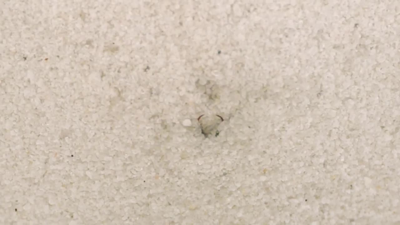 THE BRUTAL BATTLE OF THREE ANT LIONS AND TWO MOLE CRICKETS ! [Live feeding!]-16