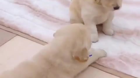 Baby dog fighting with himself.