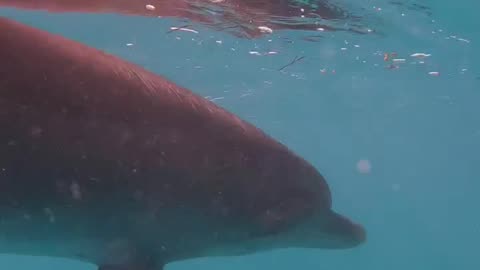 Wildlife & Funs