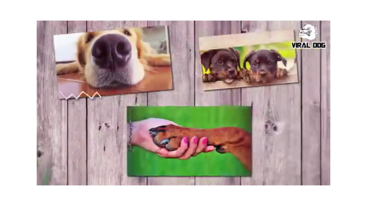 Entertainment dogs