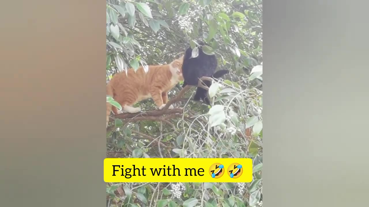 Funny animal video