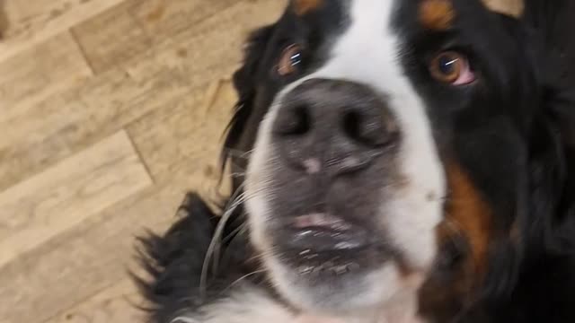 Bernese Mountain Dog is desperate for some cheese