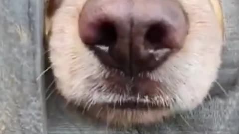 Cute dog comes to say “HI”