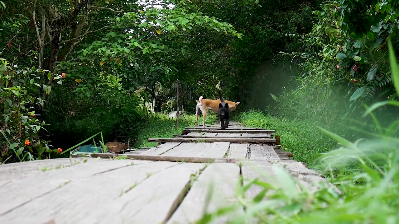 beautiful haena taigar 🐕