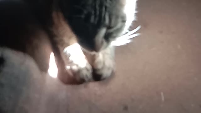 Cat sleeping video and funny video latest video