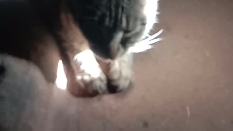 Cat sleeping video and funny video latest video