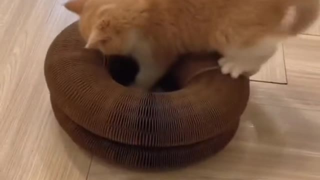 Will you cat like this toy