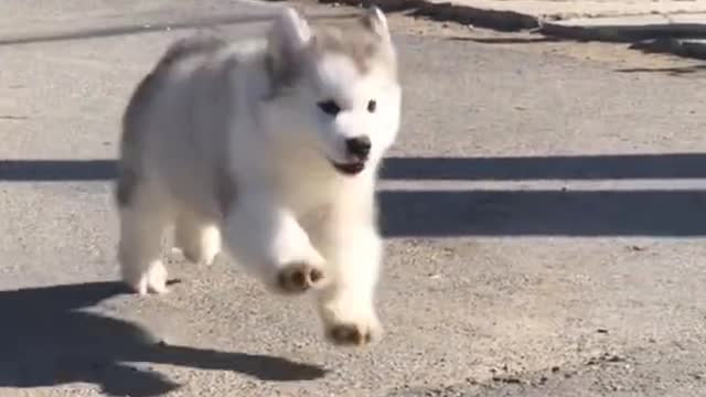 shorts dog baby-cute videos {[chines tik toks video (2021]}--top funny dog compilation🐶 || dog home