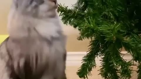 A cat attends holiday decorations