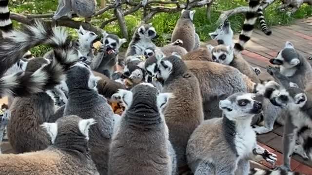 lemurs