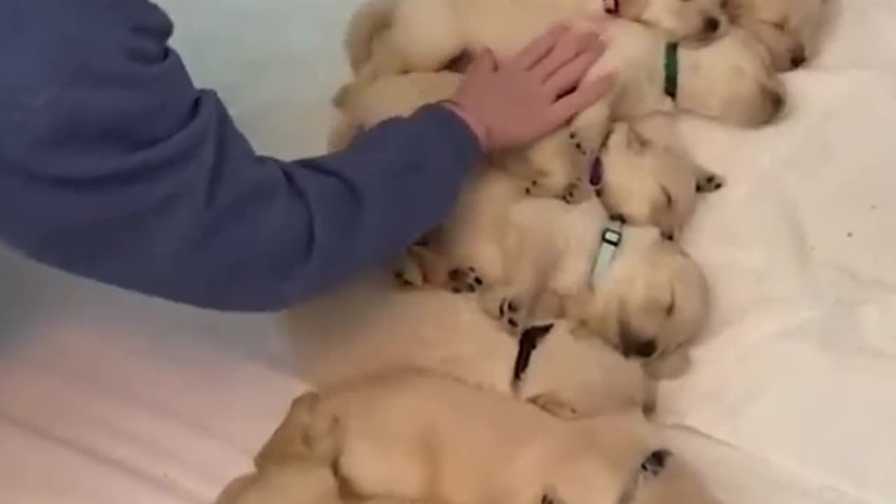 cute golden puppies