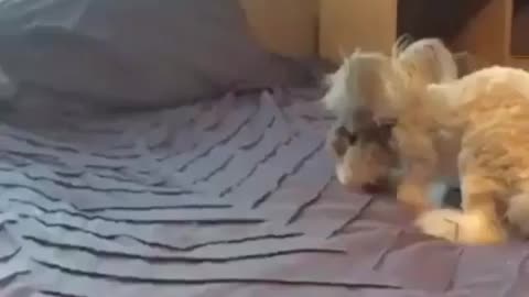 happy little rabbit