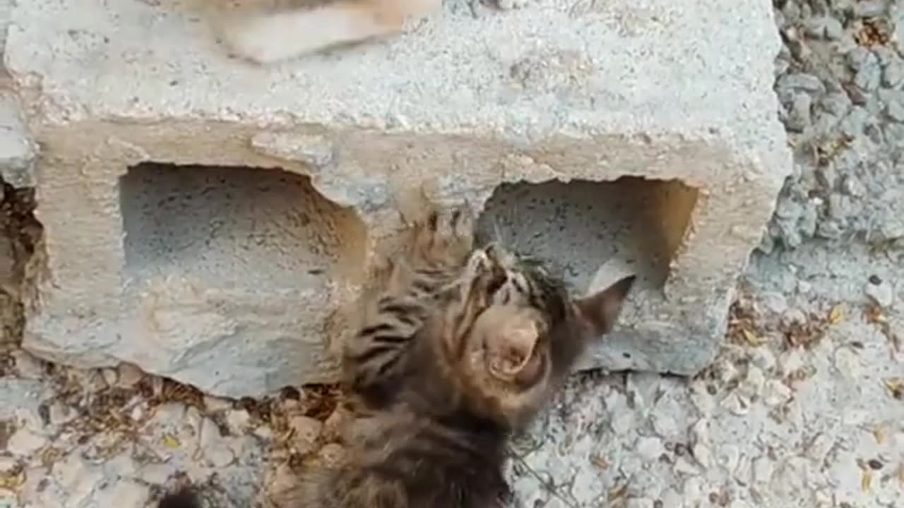 You Can't Stop Laughing: Very Funny Cat Video!