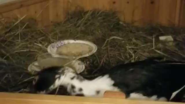 Amanda Grace Talks...WADDLES RECOVERY, HE'S BEING HEALED!