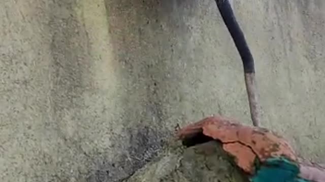 Possum with Family Goes For a Walk