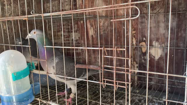 I will teach you some essential knowledge about raising pigeons