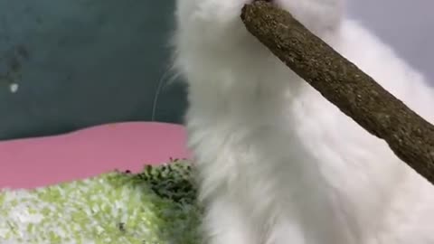 Foodie cute cat cat rabbit