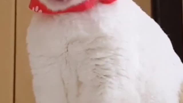 Cats and Kittens Meowing Compilation