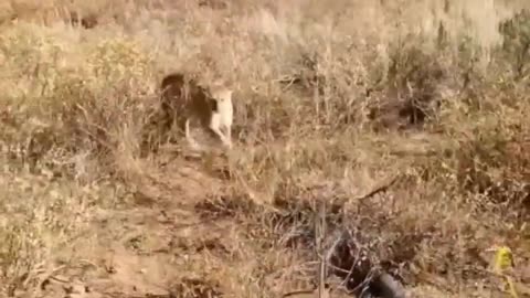 Scary Mountain Lion Encounter