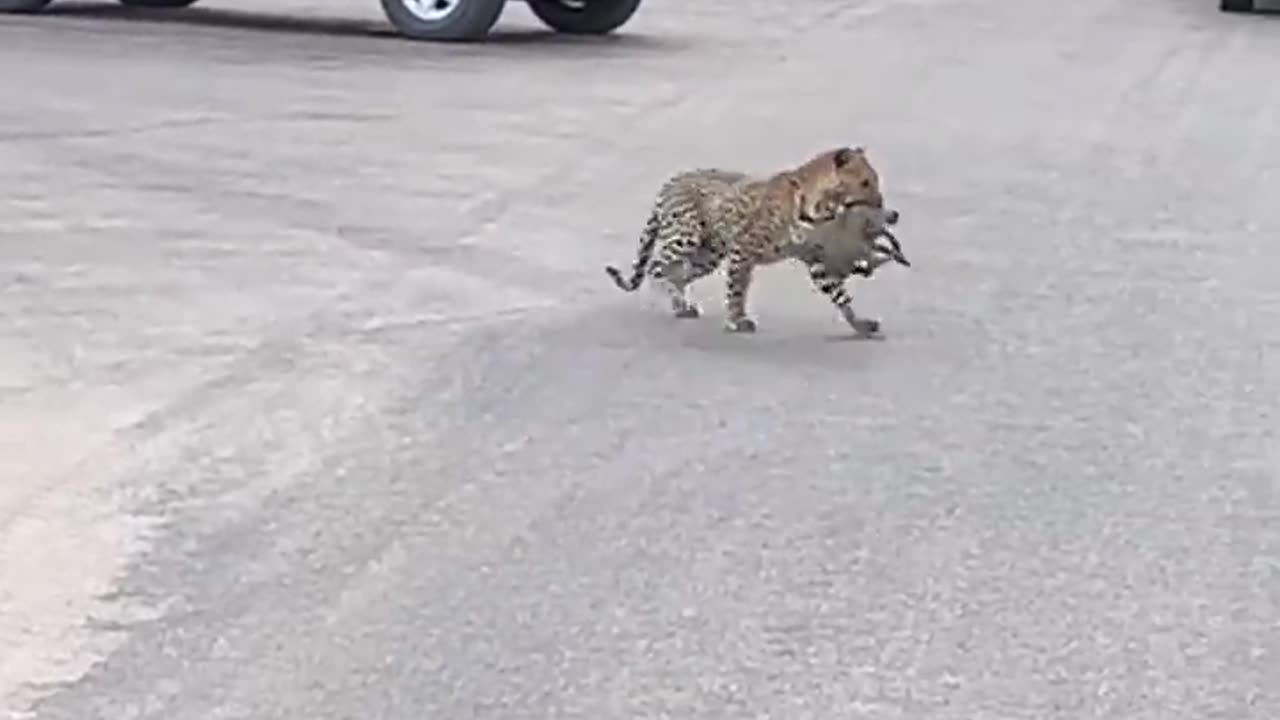 Greedy leopard wants 2 baby warthogs