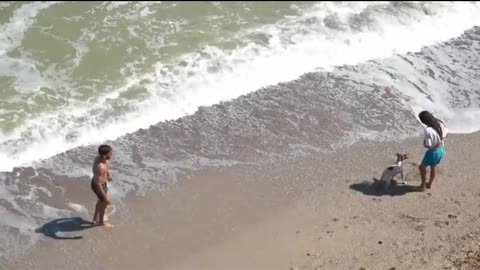 Dog playing on beach