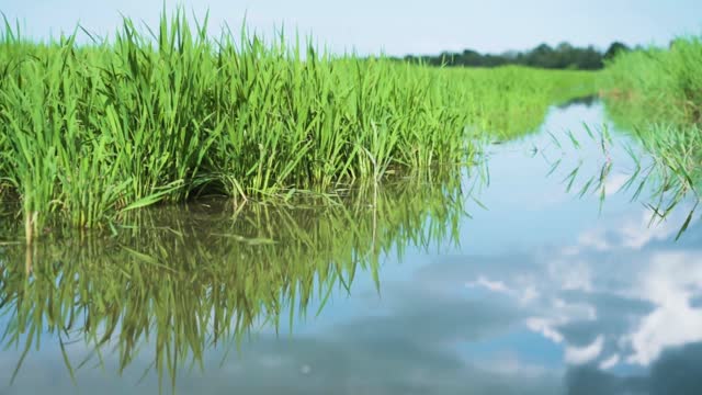 What a Wonderful View of This Pond of Water And Beautiful Green Grass | HD Video