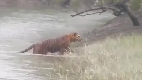 Wildlife in Closer View with natural perspective.