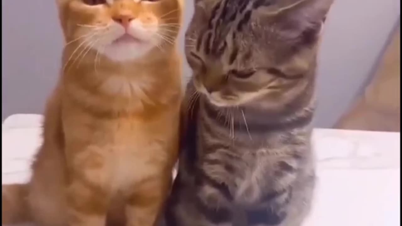Cute cute