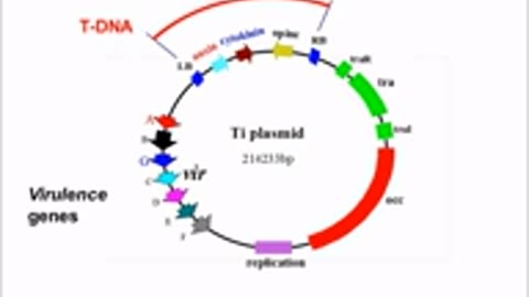 Agrobcterium mediated transformation