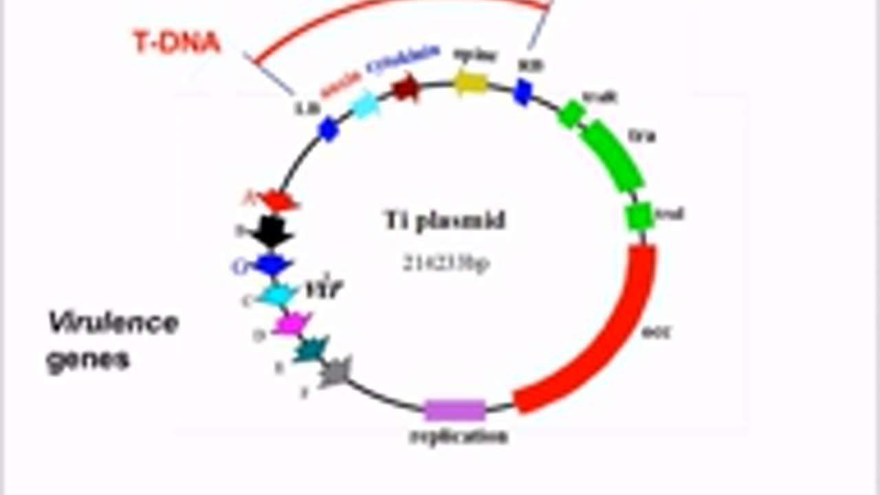 Agrobcterium mediated transformation