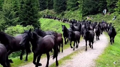 A beautiful transhumance