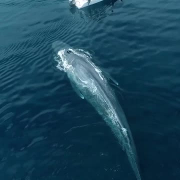 Largest animal on Earth